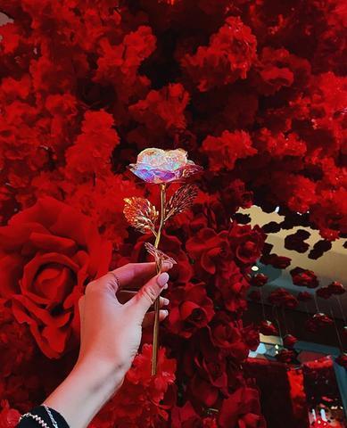 Galaxy Rose