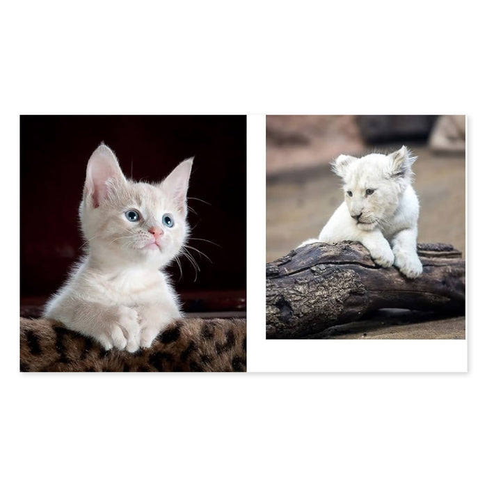 This Book Is Literally Just Pictures Of Cute Animals That Will Make You Feel Better