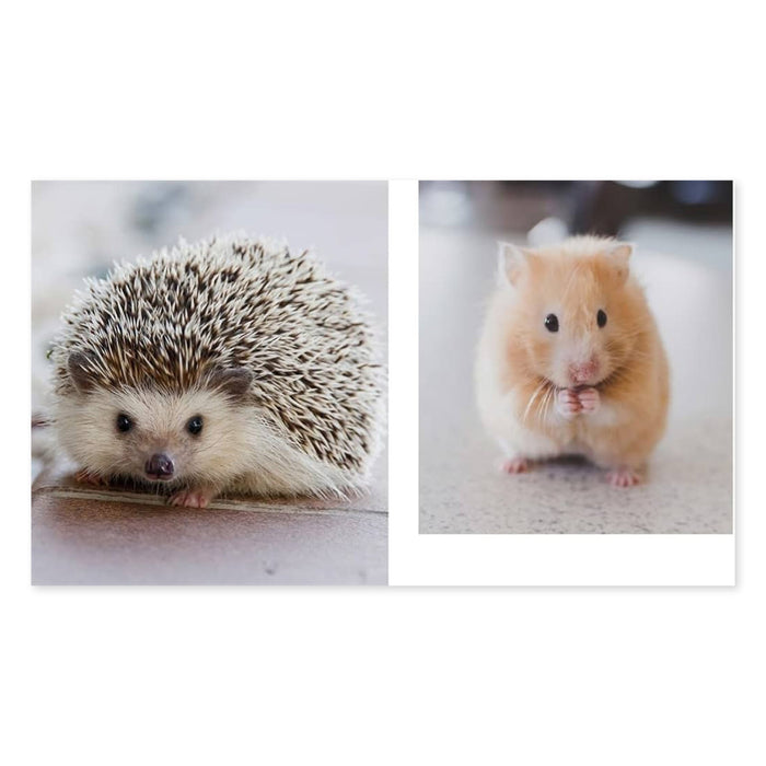 This Book Is Literally Just Pictures Of Cute Animals That Will Make You Feel Better - bubblegum market